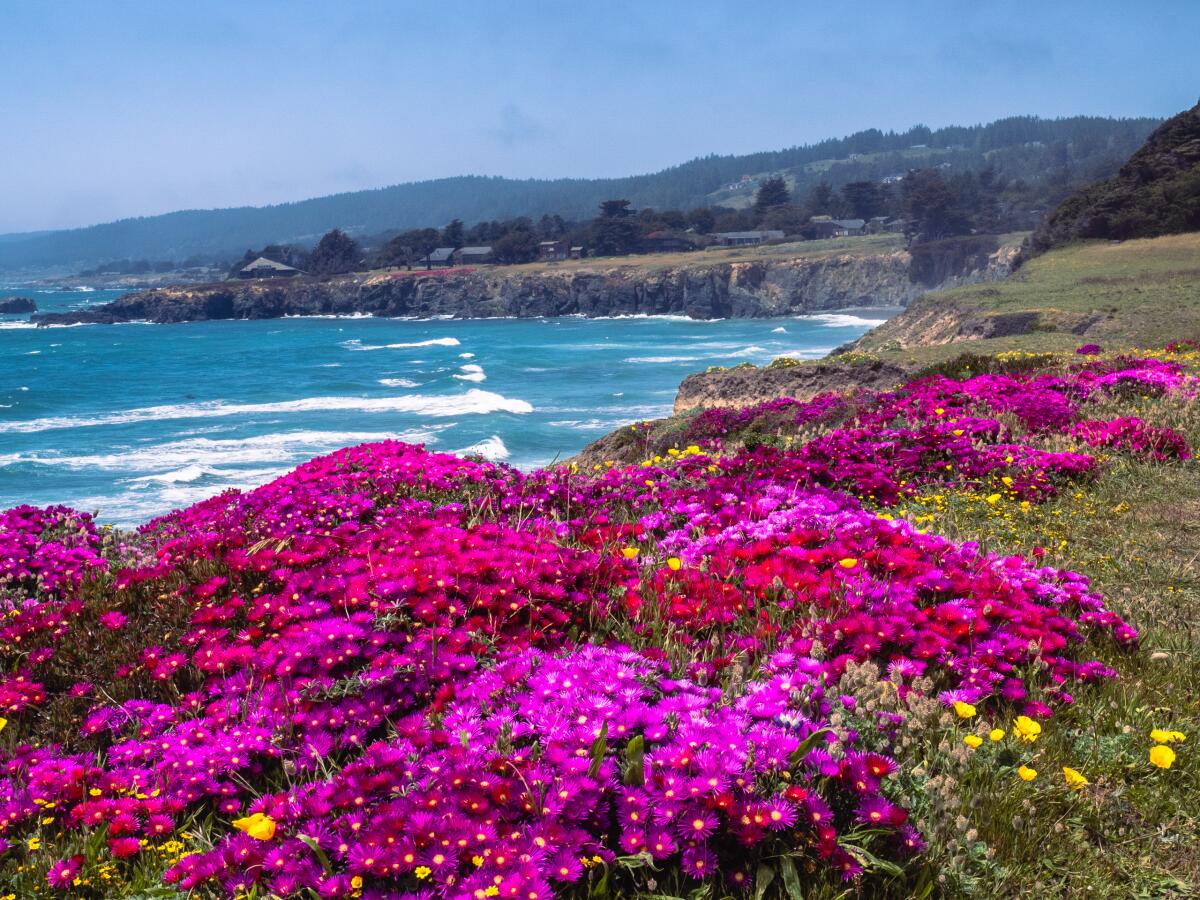 Wildflowers in bloom in May 2023 in Sea Ranch, Calif.