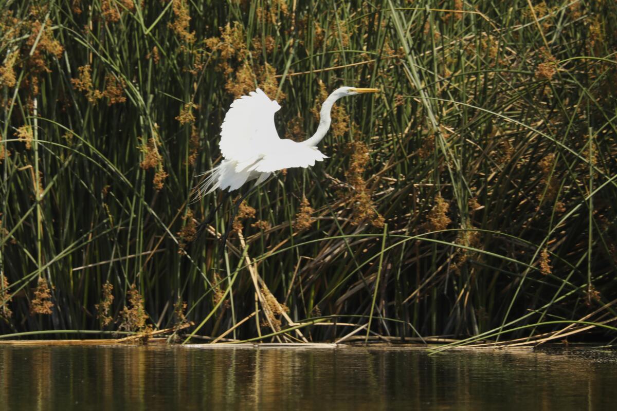 Additional funding has been awarded for the future of the Randall Preserve, on land formerly known as Banning Ranch.