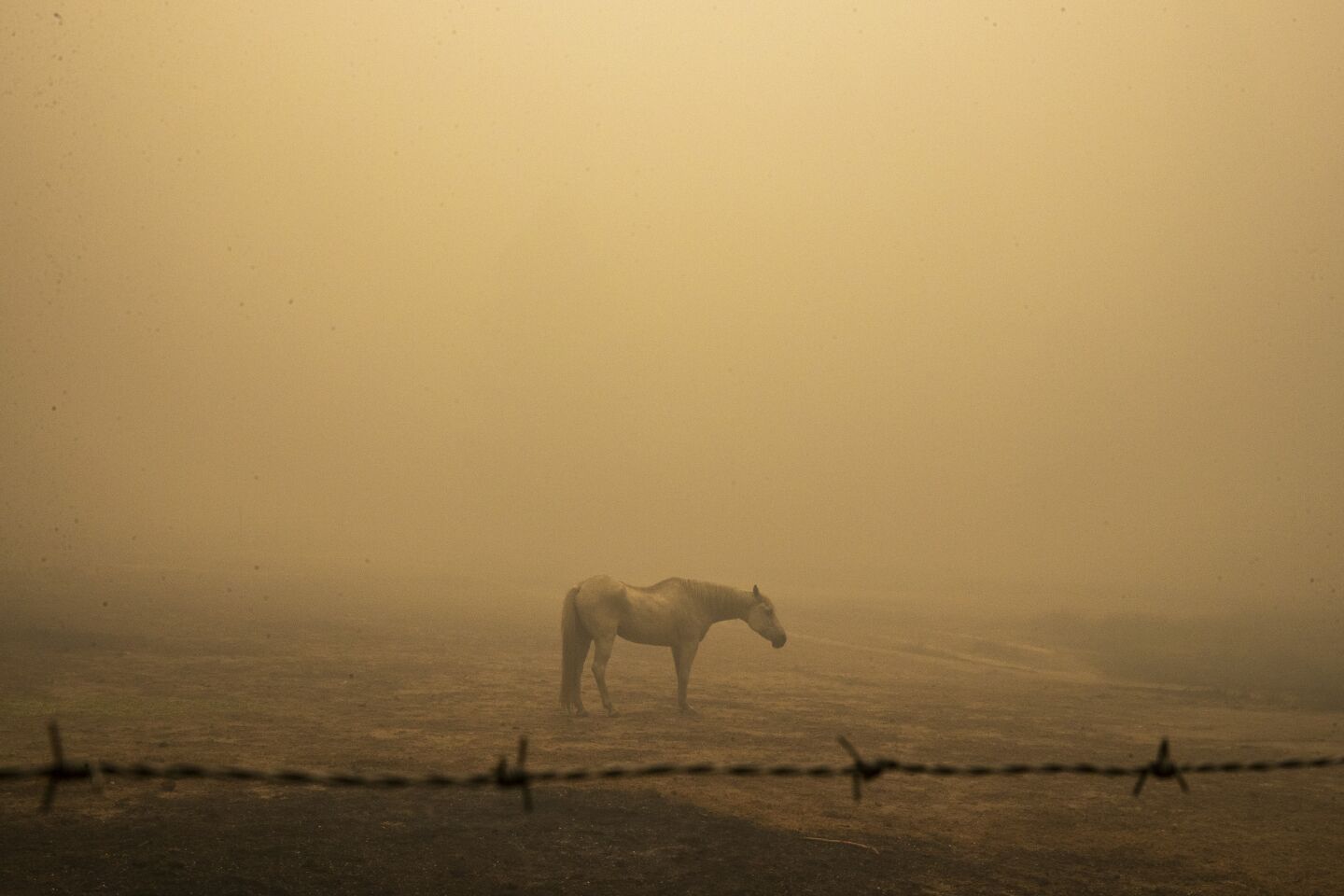 A horse in a field in Butte County.