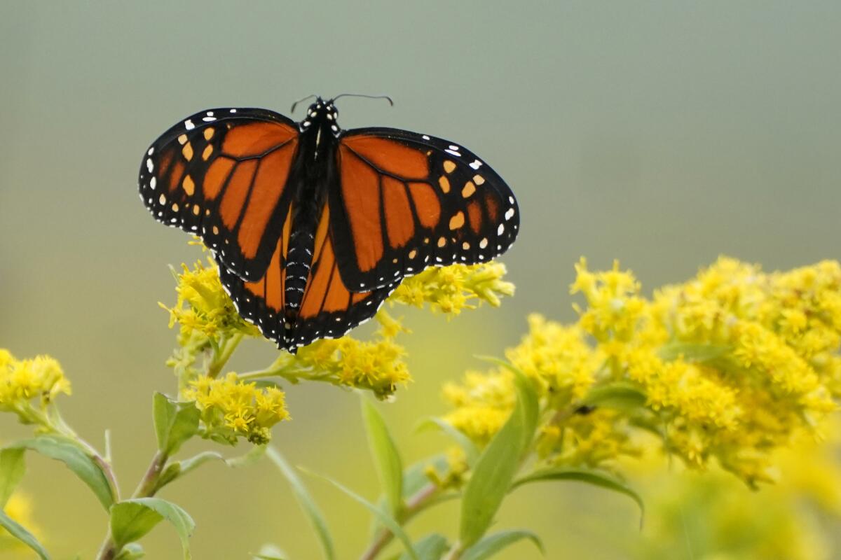 ARCHIVO - Una mariposa monarca se detiene en un campo de varas de oro el 11 de septiembre 