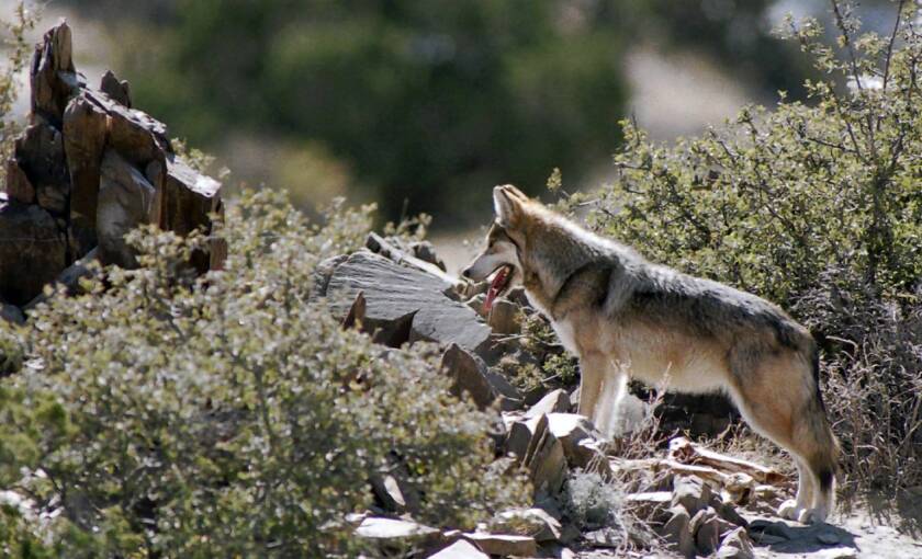 Wolf Protection Plan Raises Hackles In Southwest Los