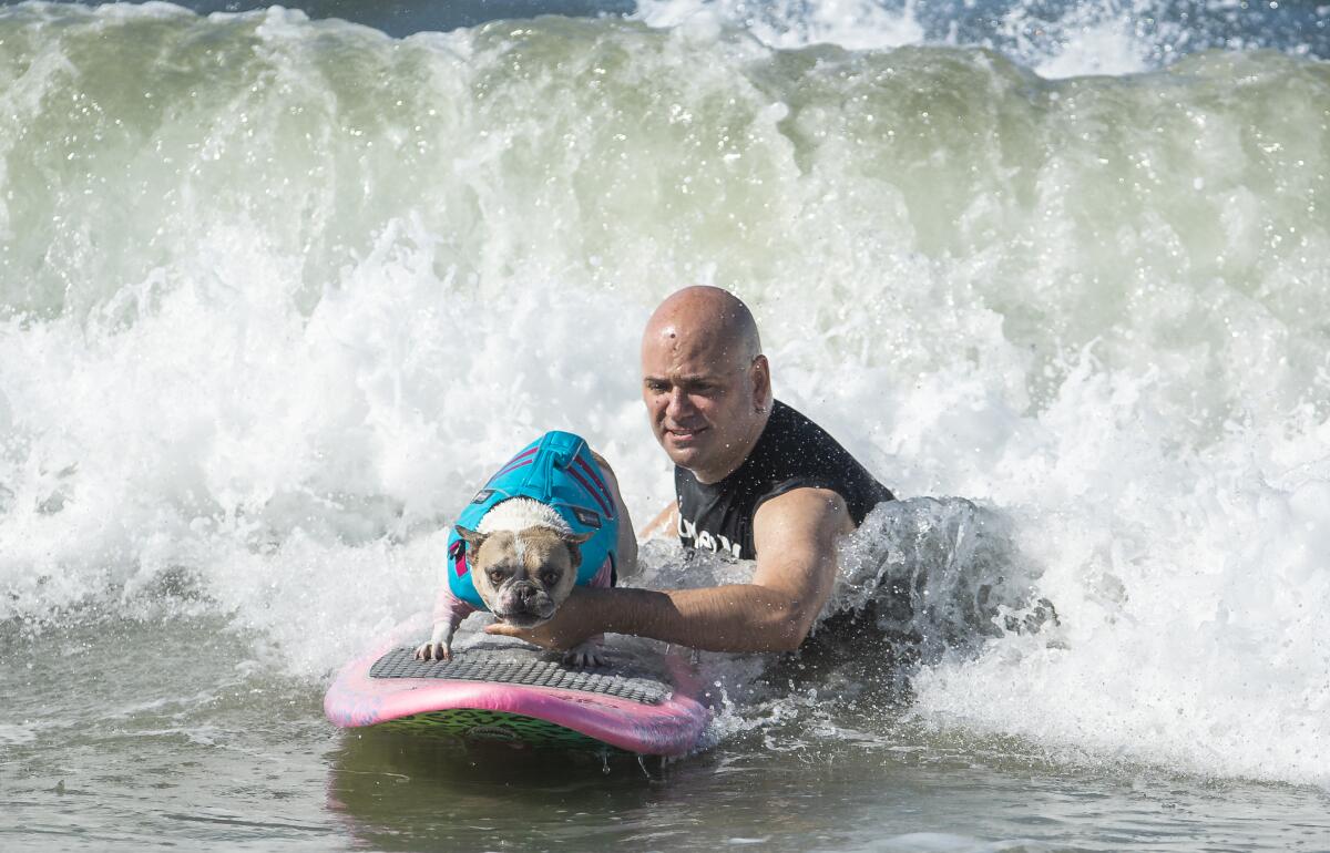 Dan Nykolayko starts his French bulldog Cherie on a wave in Huntington Beach last weekend. Cherie won the World Dog Surfing Championships earlier this month in Pacifica.