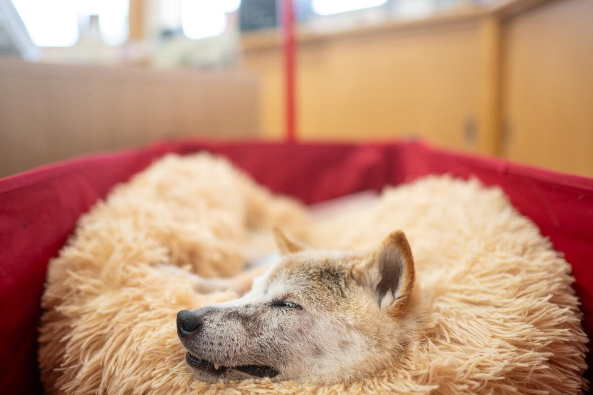 A Shiba Inu dog sleeps in a fluffy tan dog bed on top of a red piece of upholstered furniture.