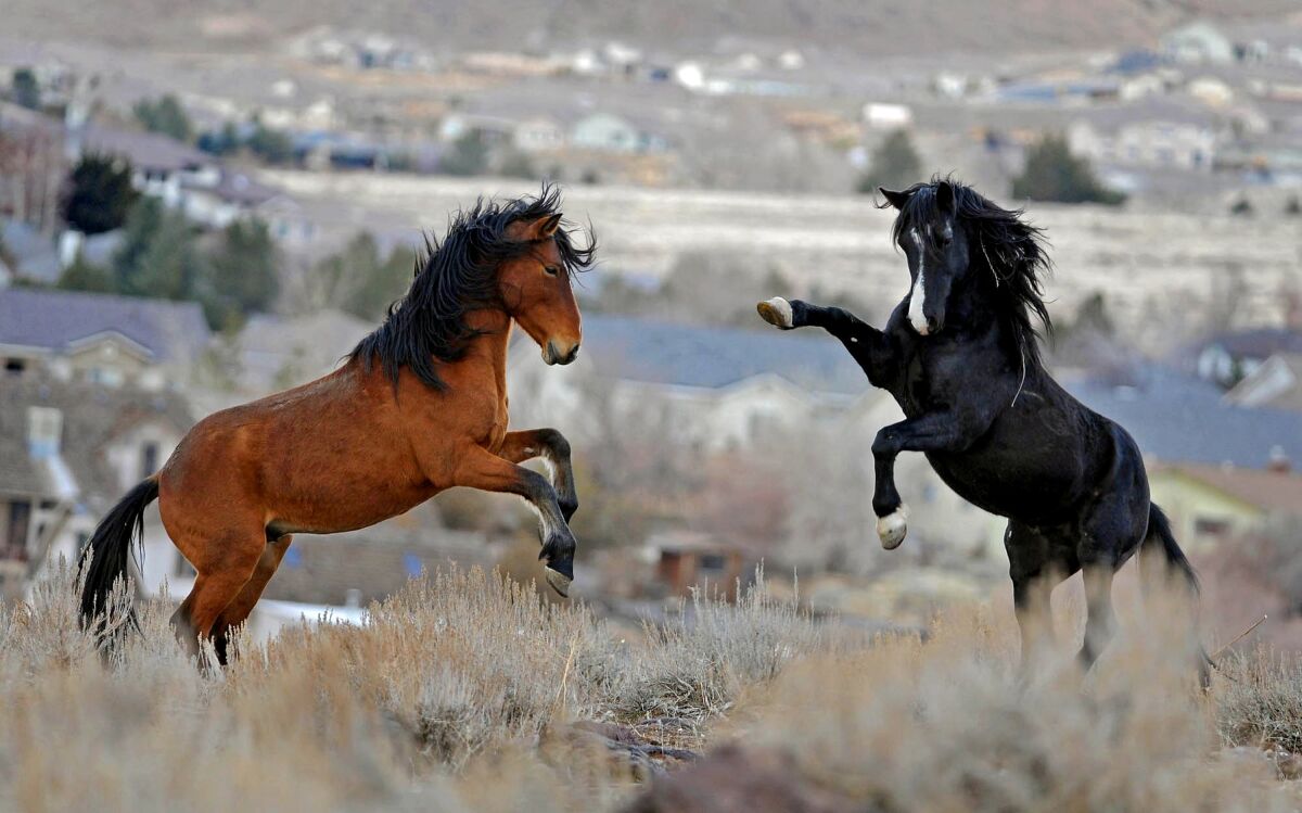 Two young wild horses play while grazing near Reno in 2010.