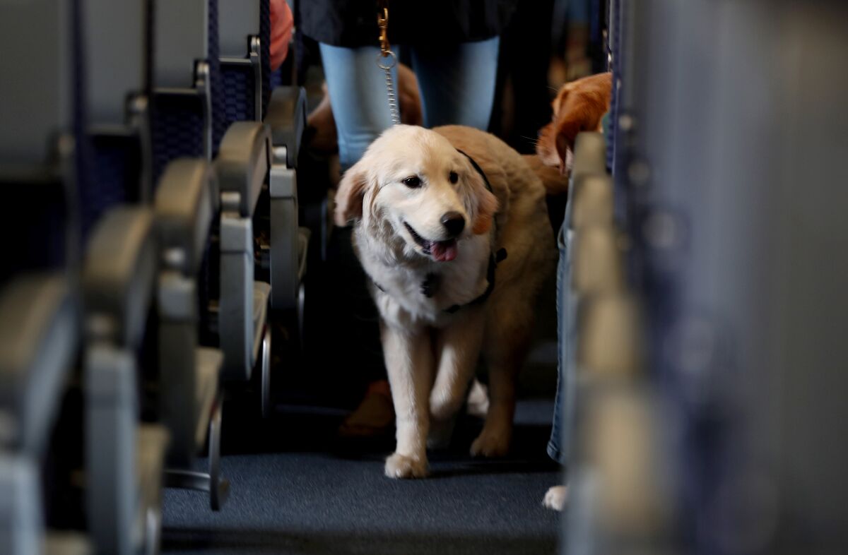 A service dog walks down an aisle in a plane