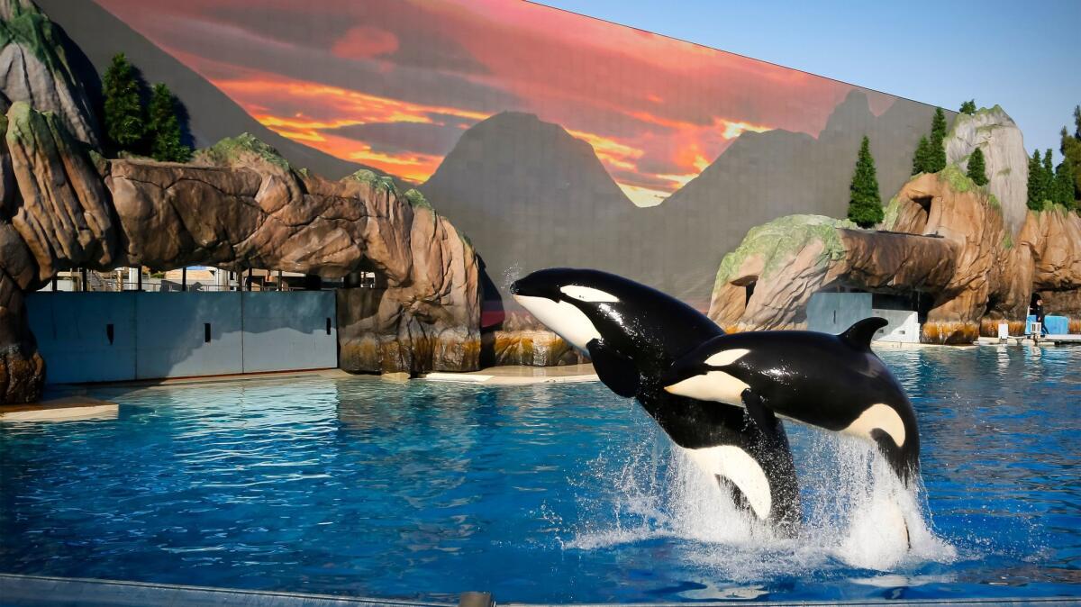 Kalia and her calf, two-year-old Amaya, rehearse for the upcoming Orca Encounter at SeaWorld San Diego.
