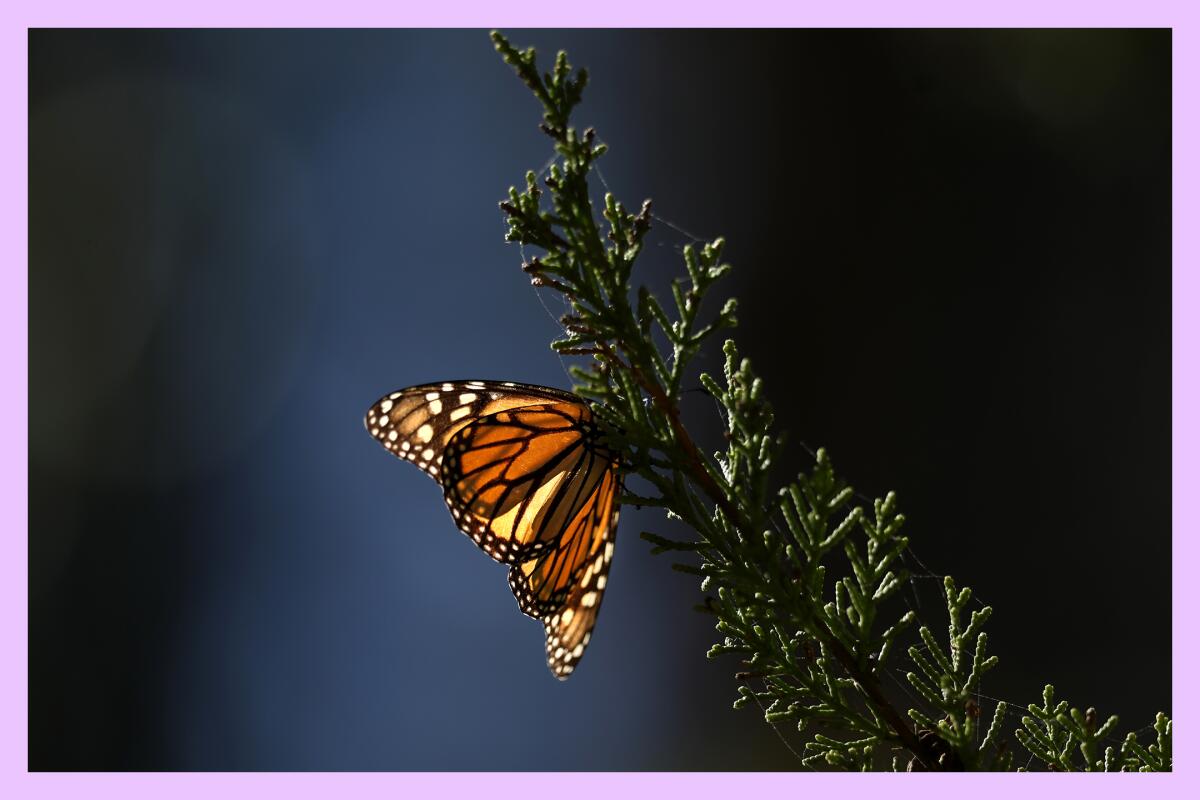 A close-up of a monarch butterfly on a slender branch