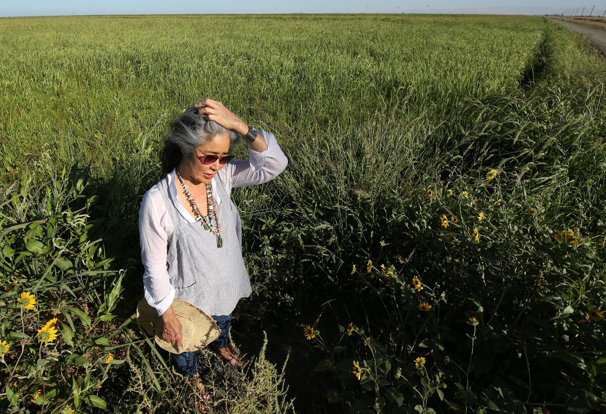 Robin Koda walks from a field of Kokuho Rose rice at the family farm.