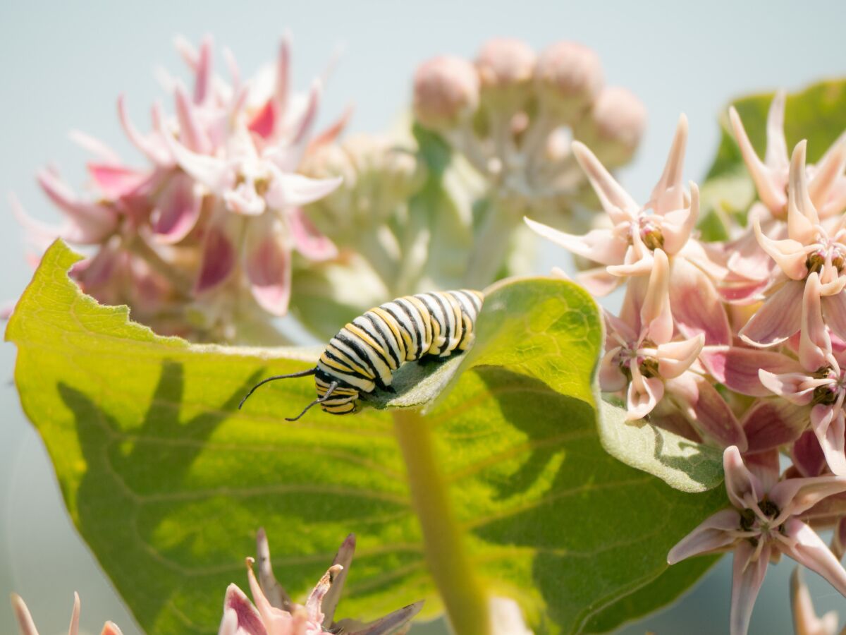 A monarch caterpillar in the Rocky Flats National Wildlife Refuge.