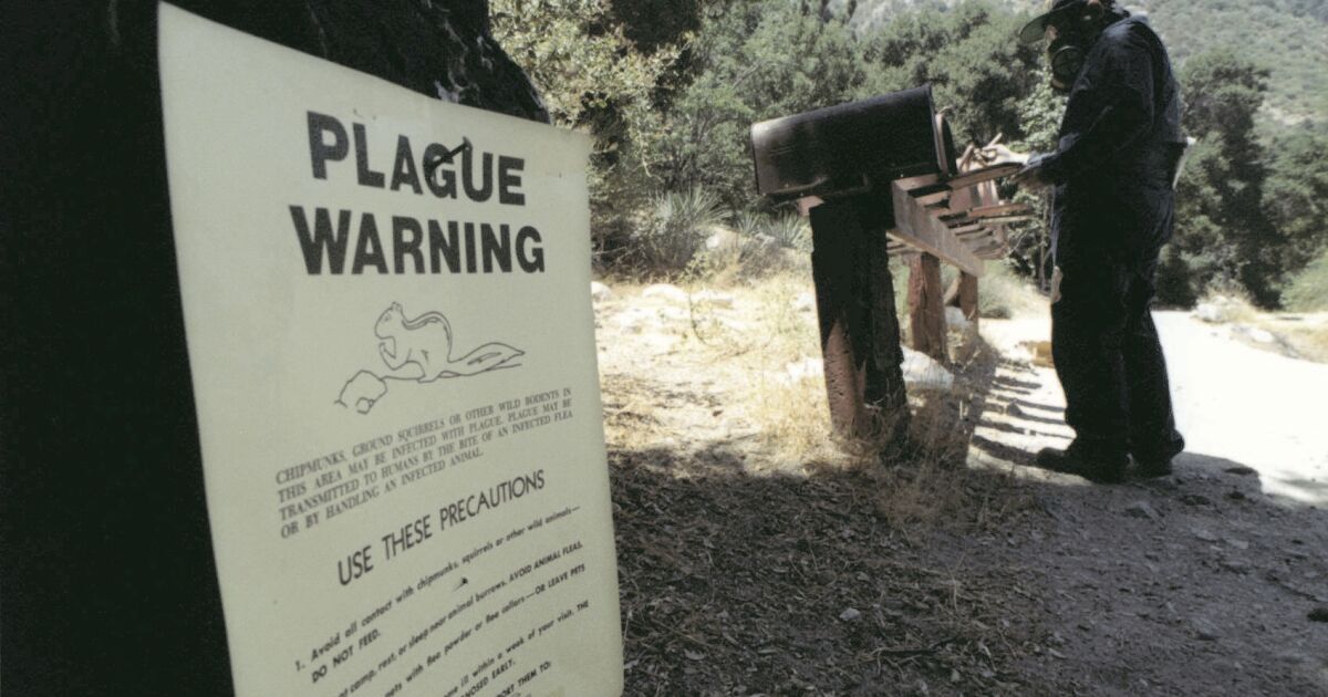 Colorado teen dies from rare case of plague Los Angeles Times