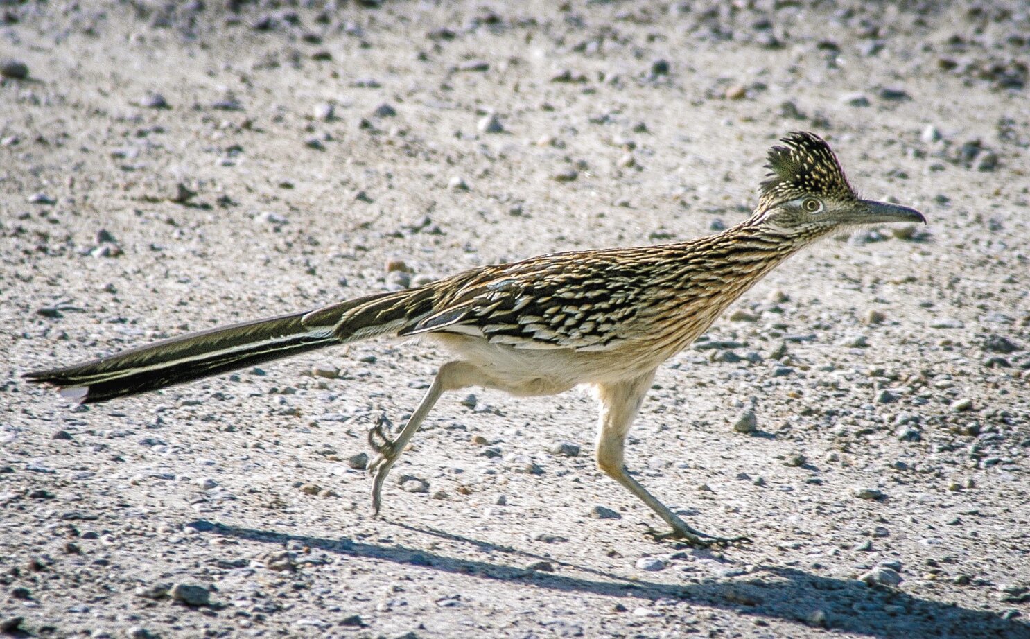 County S Roadrunners Zip Along From Coast To Desert The San Diego Union Tribune