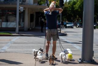 Taky Cheung, 52, of Pasadena, walks a pack of dogs on Lake Ave in Pasadena on Wednesday, Sept. 6, 2023, in Pasadena.