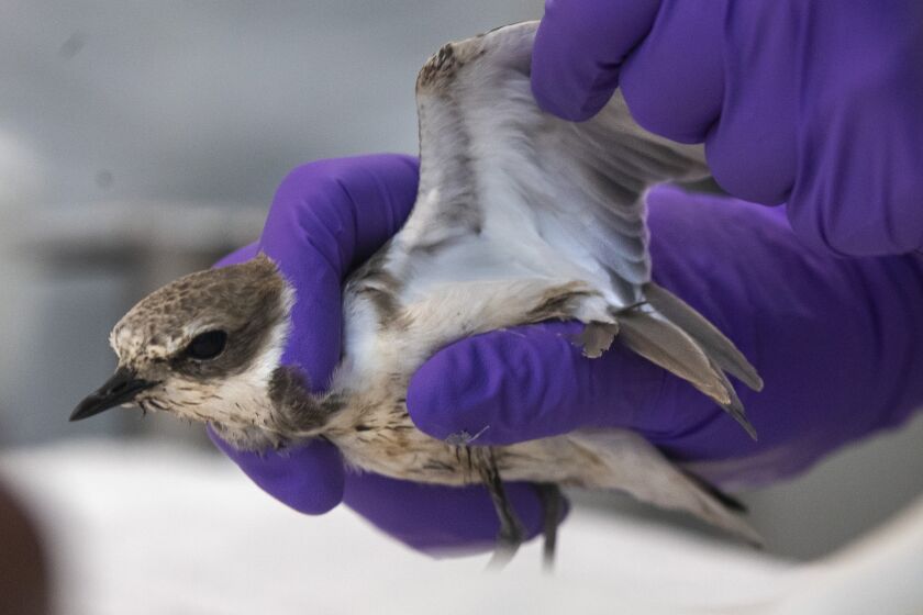 SAN PEDRO, CA - October 08 2021: A snowy plover injured as a result of the Huntington Beach oil spill is examined at the Los Angeles Oiled Bird Care and Education Center on Friday, Oct. 8, 2021 in San Pedro, CA. (Brian van der Brug / Los Angeles Times)
