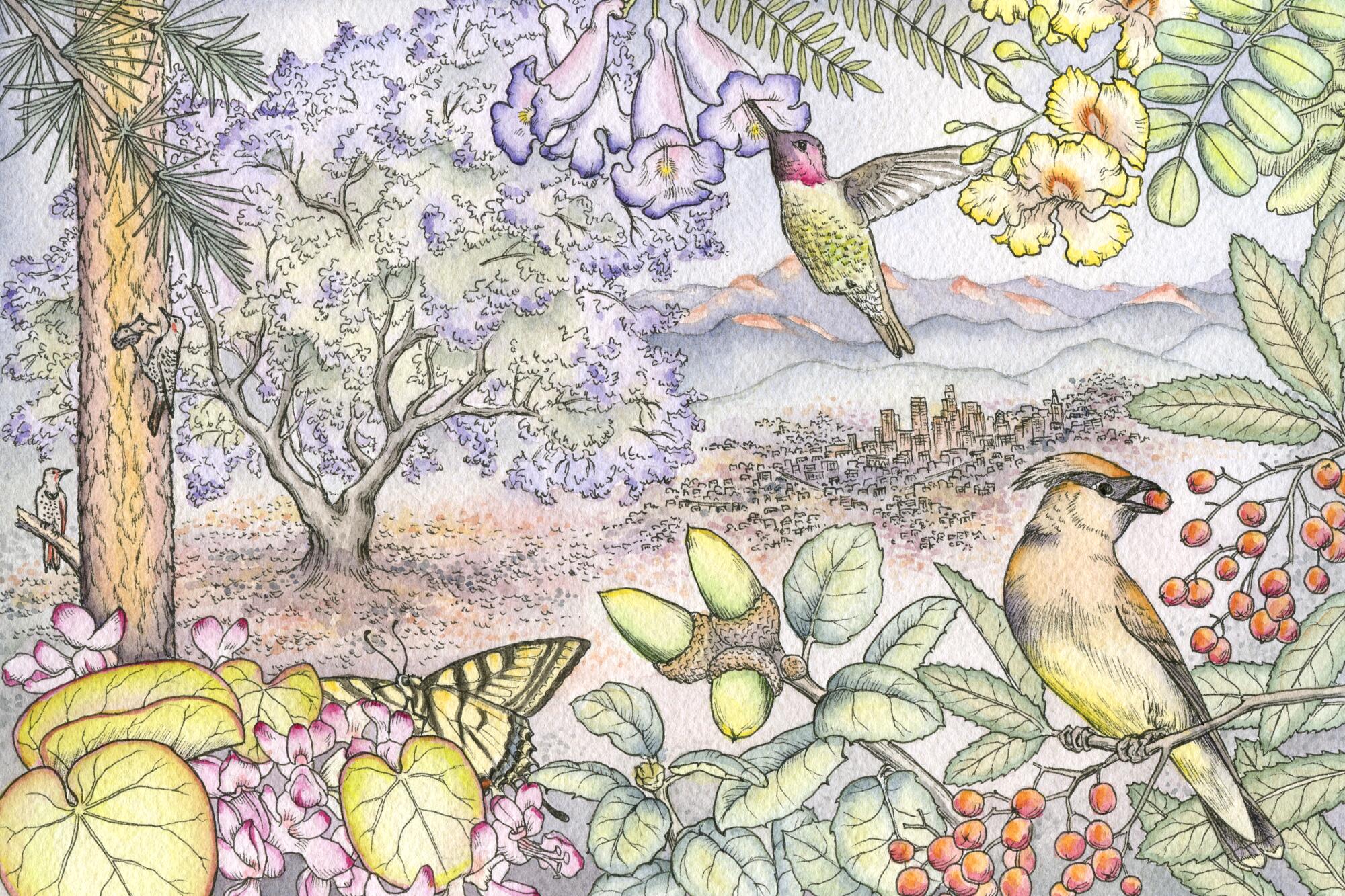 A watercolor view of Los Angeles featuring a variety of plants, butterflies, hummingbirds and jacaranda trees.