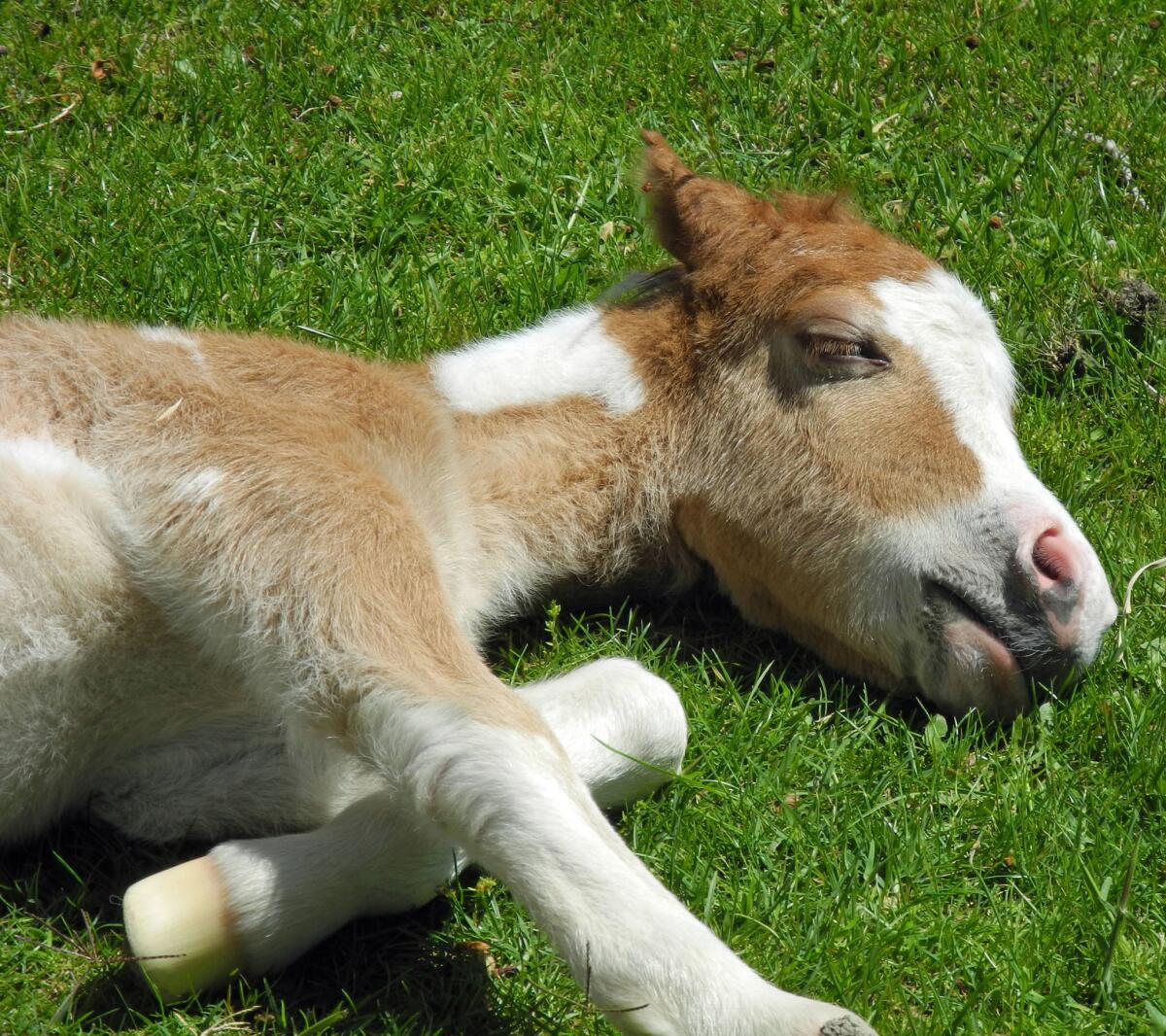 See miniature horses, like this one, and, if you're lucky, their foals at Quicksilver Ranch, near Solvang, Calif.