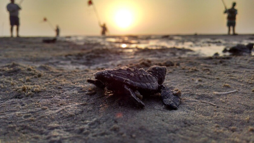A Kemp's ridley hatchling making its way home to the ocean.