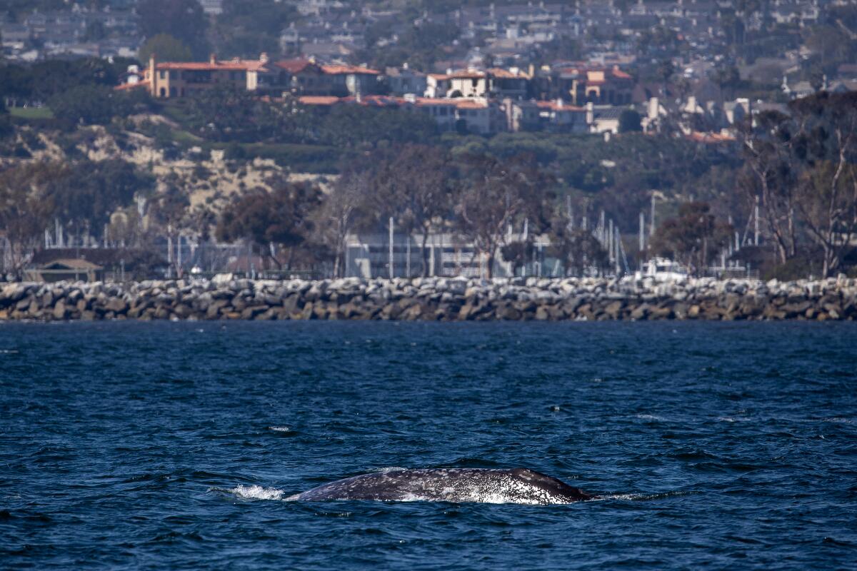 A gray whale, traveling with its calf, is viewed from the Dana Wharf Sportfishing & Whale Watching boat in April