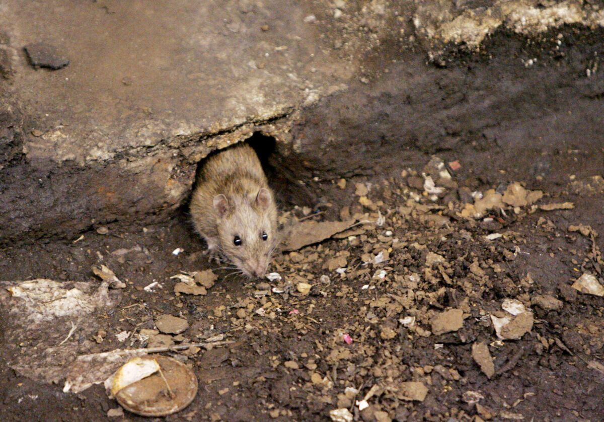 A rat emerges from its hole at a subway stop in Brooklyn, New York.