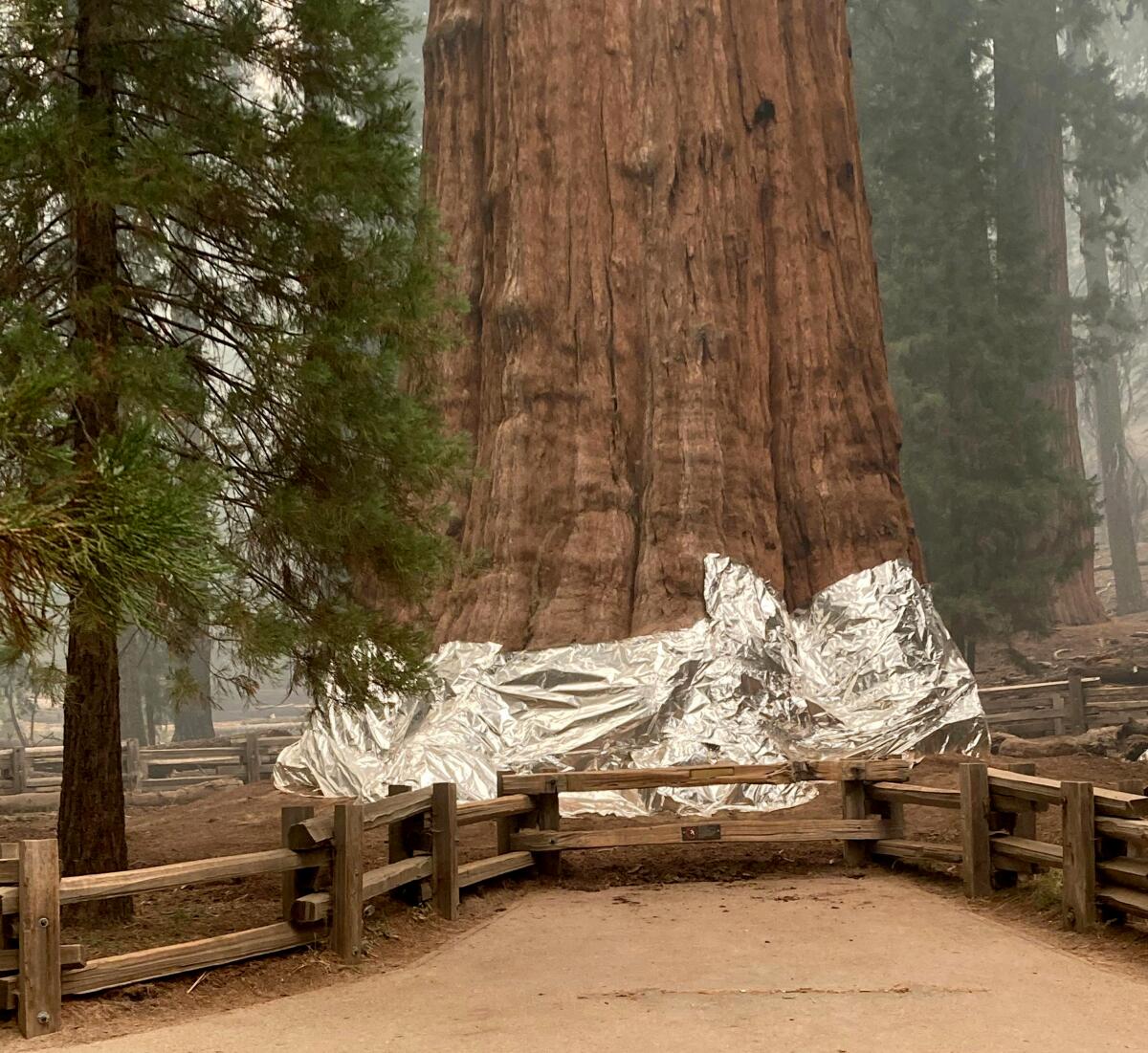 The General Sherman tree has its base wrapped in shiny silver fire-resistant material to protect it from a nearby wildfire.