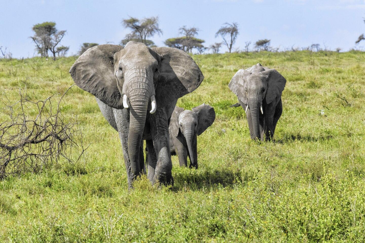 The elephant contingent