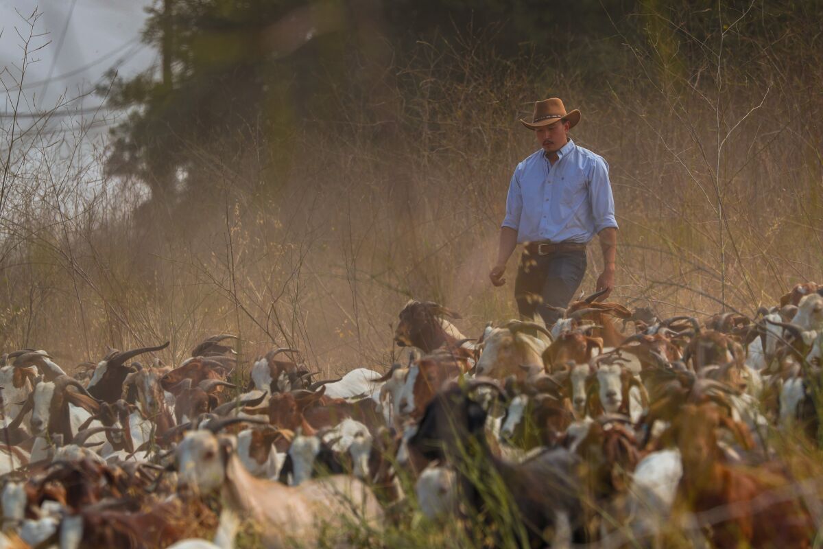 A man in a hat stands amid a herd of goats.