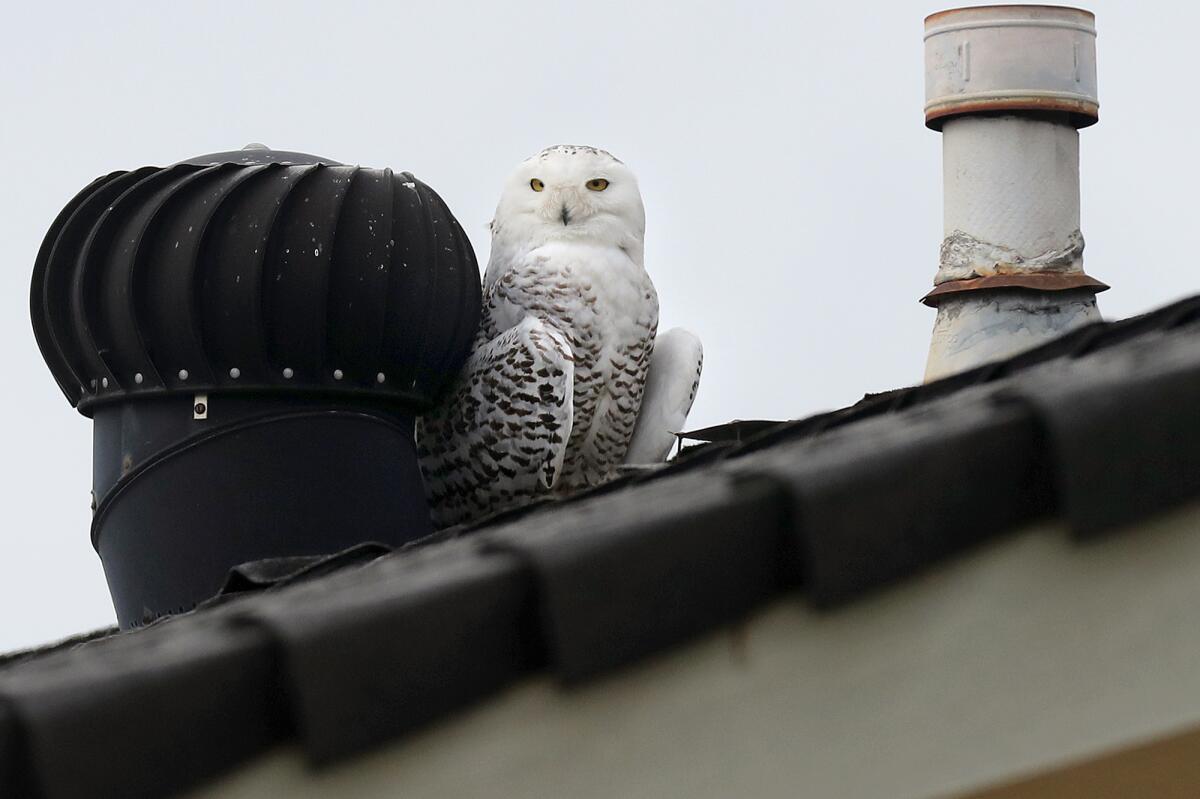 A snowy owl perches atop the roof of a Cypress home on Onyx Street Thursday.