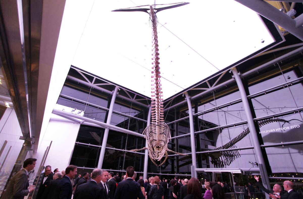 A fin whale is displayed in the new Otis Booth Pavilion. Members and guests attended a dinner in the Natural History Museum in Los Angeles for the 100th-year celebration and the unveiling of the new Otis Booth Pavilion.