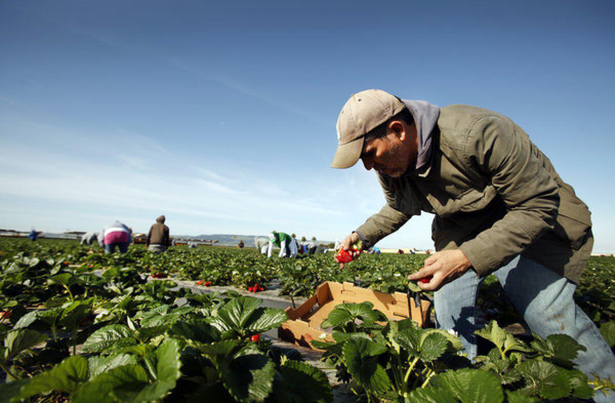 Los Angeles Times writer Hector Becerra picks boxes of strawberries alongside workers in a Santa Maria, Calif., strawberry field.
