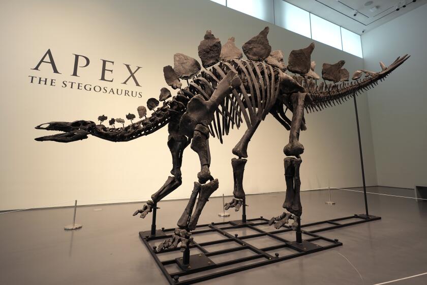 Un esqueleto de estegosaurio se exhibe en Sotheby's, en Nueva York, el miércoles 10 de julio de 2024. (AP Foto/Pamela Smith)