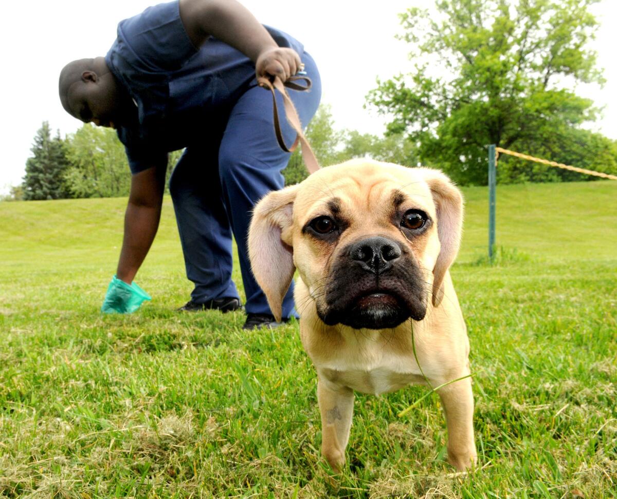 Dogs can sense Earth's magnetic field, and they show it when they poop, according to a study in the journal Frontiers in Zoology. The findings may help scientists better understand how that strange sense called magnetoreception manifests in mammals.