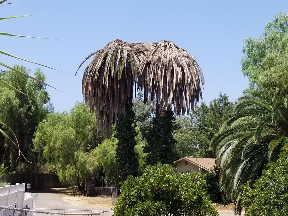 These palm trees are infested with the South American palm weevil.