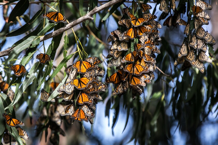 Butterflies hang in clusters from a tree branch; some look dull and others look bright orange.