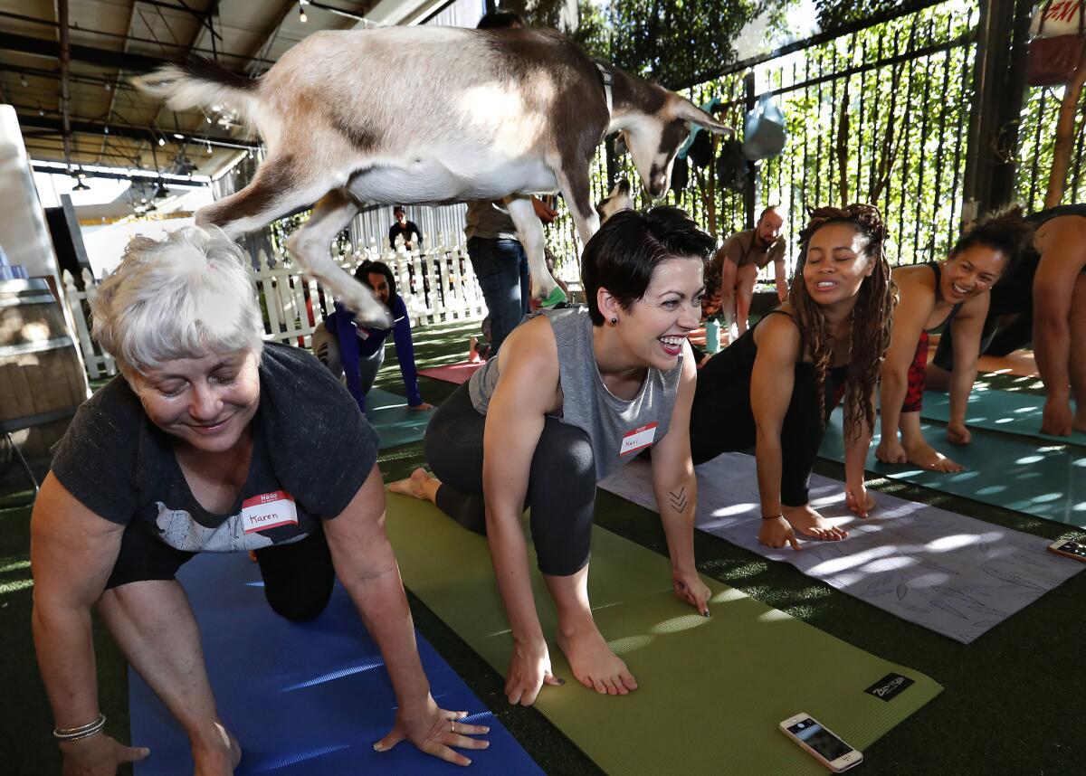 Burlap hops from the back of Karen Wasoba, left, onto the back of her daughter Kari Wasoba during a goat yoga class at Golden Road Brewing in Los Angeles. The goats are not potty trained.
