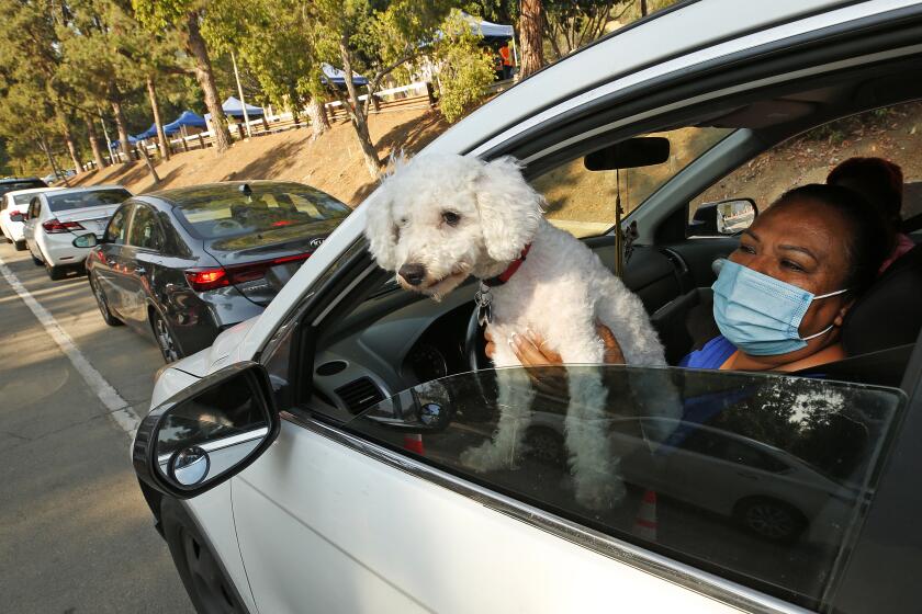 LOS ANGELES, CA - AUGUST 27: Aracely Rendon, 42, has her dog "Max" and a friend to keep her company as she waits in line with vehicles lining up early as the Hollywood Bowl has been transformed into a drive-thru food distribution on Thursday's in a season when the concerts are canceled due to the COVID-19 pandemic. The drive-thru food distribution is organized by L.A. County, with major help from the L.A. Regional Food Bank on Thursday mornings where people are able to drive in and get several boxes of food - meat, vegetables, fruit, pantry items - put into the trunks of their vehicles by volunteers or LA County employees who have been re-assigned to help because of a work slow down in their other County positions. Hollywood Bowl on Thursday, Aug. 27, 2020 in Los Angeles, CA. (Al Seib / Los Angeles Times
