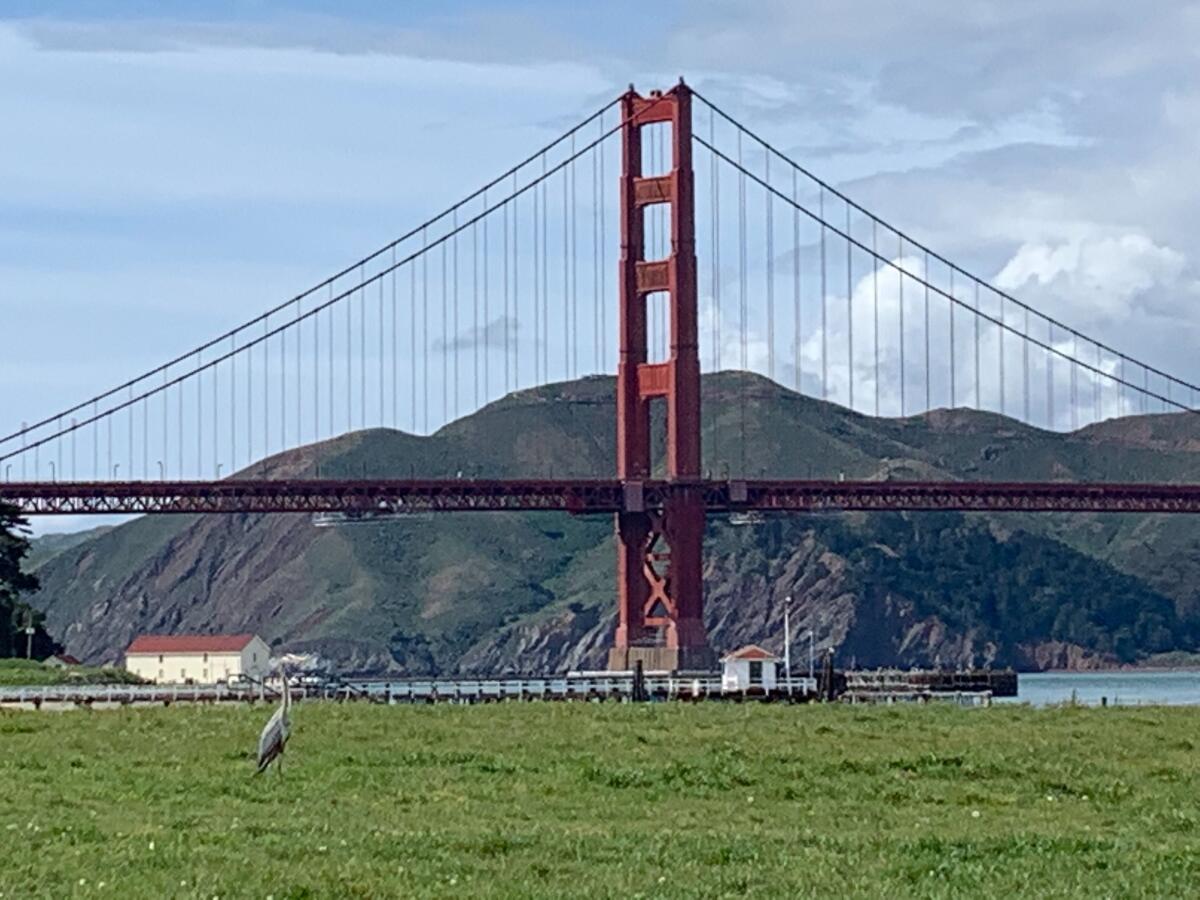 A lone heron enjoys the view at Chrissy Field in San Francisco on Tuesday.