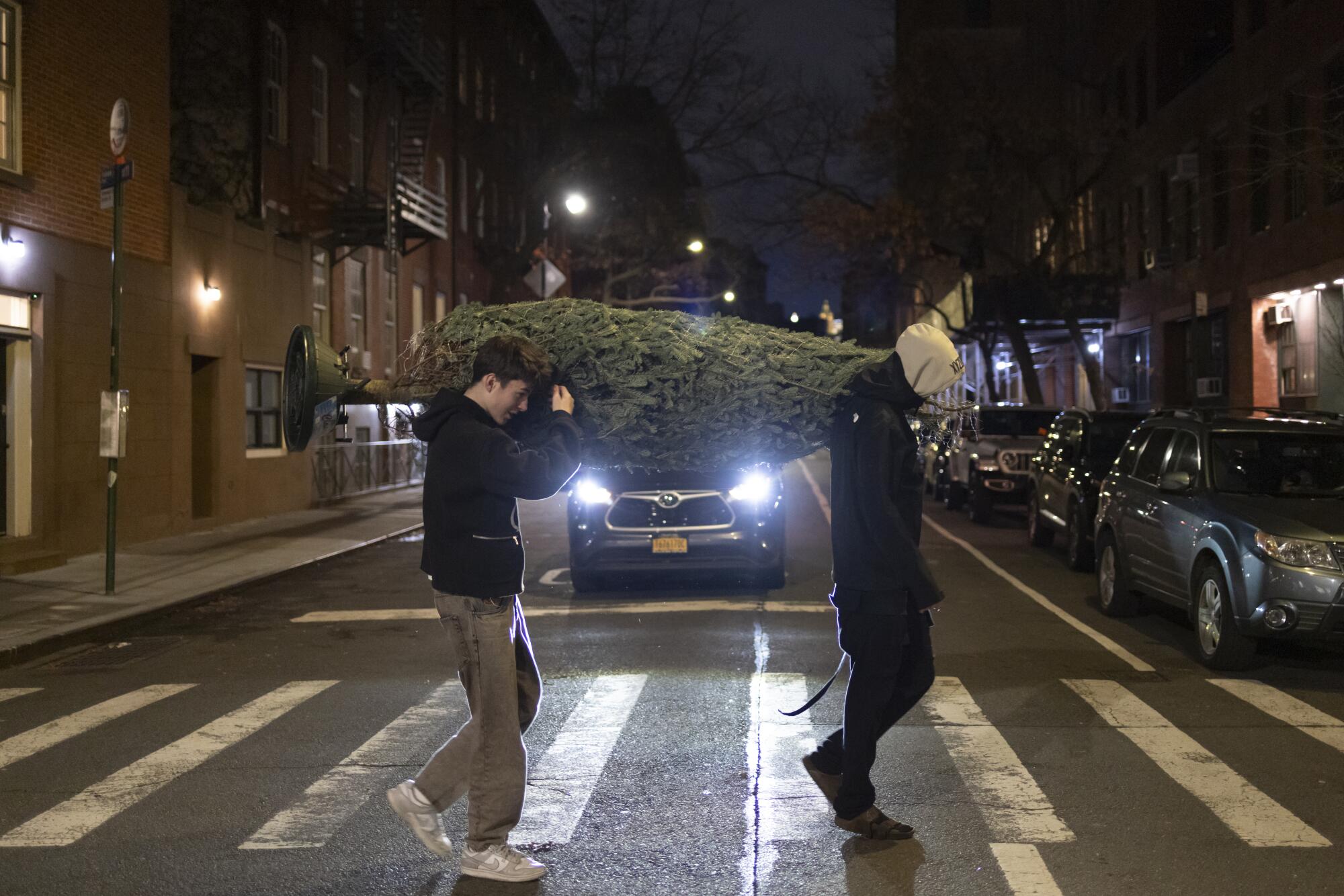 Two people carry a Christmas tree in a crosswalk.