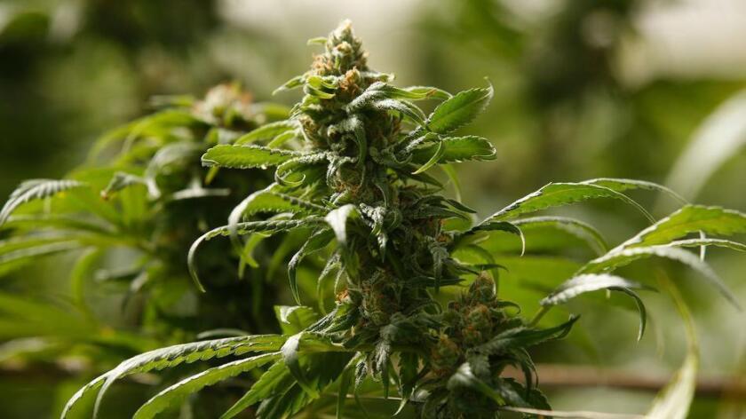 A marijuana plant growing in a legal California greenhouse.