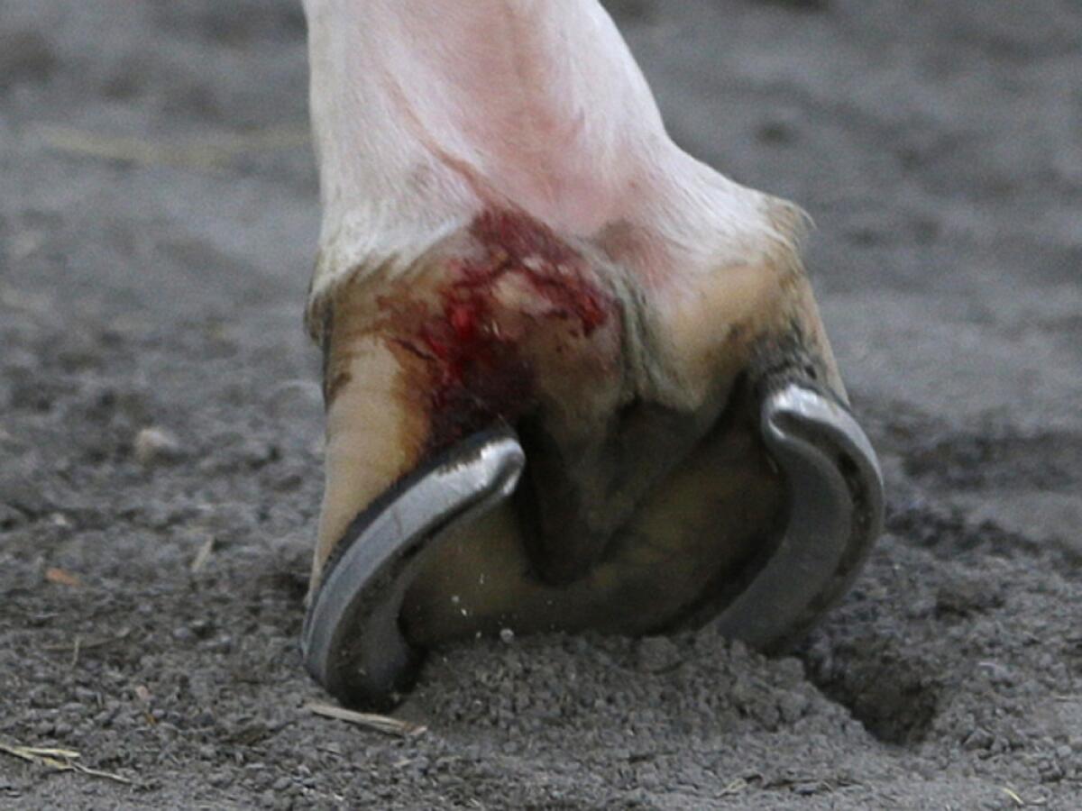 California Chrome walks back to the barn with a cut on his front right hoof after finishing fourth at the Belmont Stakes.