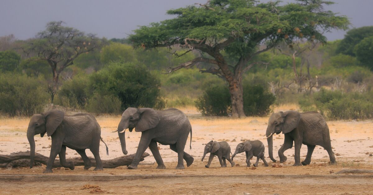 Development and climate threaten wildlife in Africa