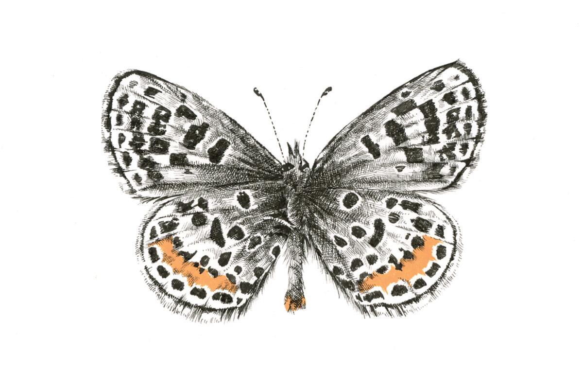 Una ilustración de una mariposa.