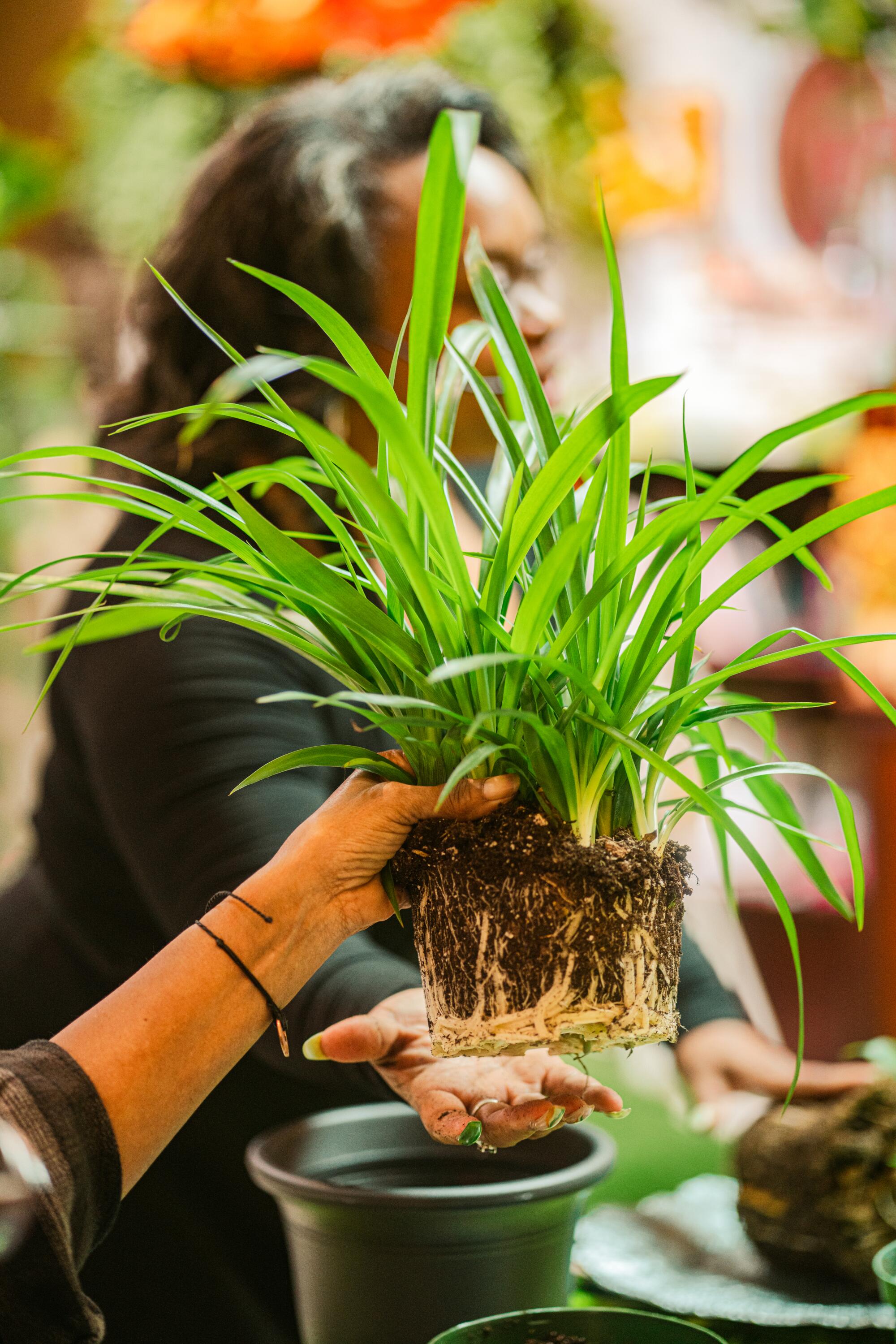 A hand lifts a potted plant out of its pot.