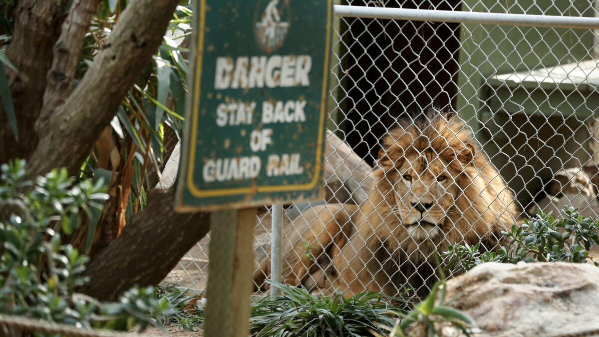 Tangassi, the father of three lion cubs, is photographed at the Wildlife Waystation in Lake View Terrace.
