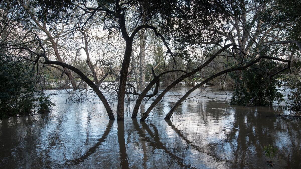 Floodwaters surround trees in Coyote Creek near William Street in San Jose.