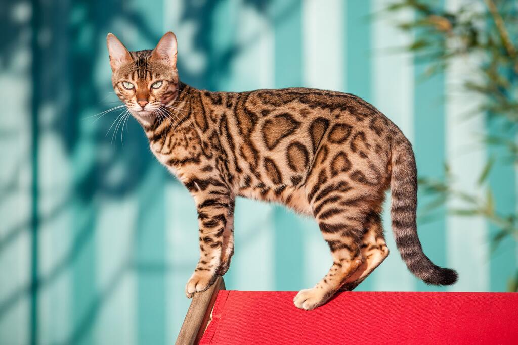 Largest Domestic Cat Breeds You Can Own as Pets - Los Angeles Times