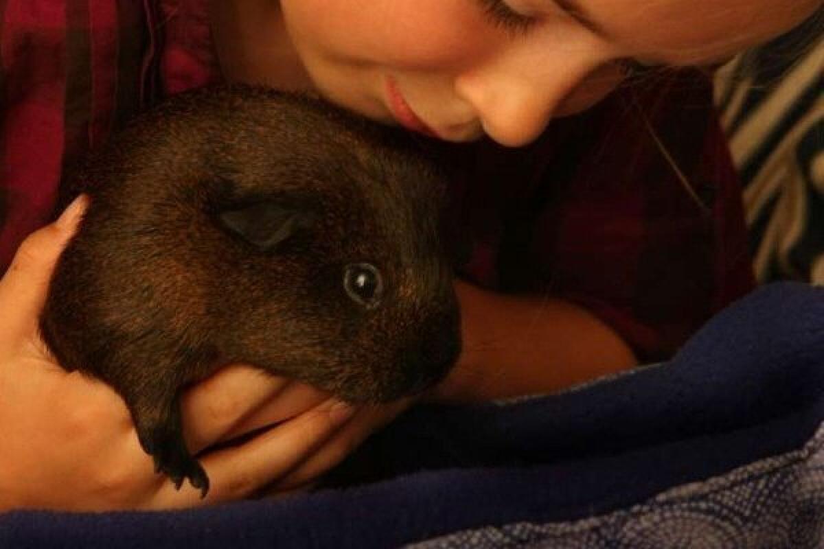 Guinea pigs may help autistic students in the classroom, a study in PLoS ONE finds.