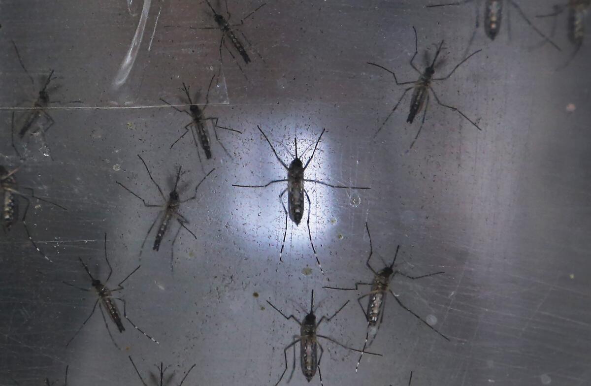 Aedes aegypti mosquitoes are seen here in a lab at the Fiocruz institute in Recife, Pernambuco state, Brazil. The mosquito transmits the Zika virus and is being studied at the institute.