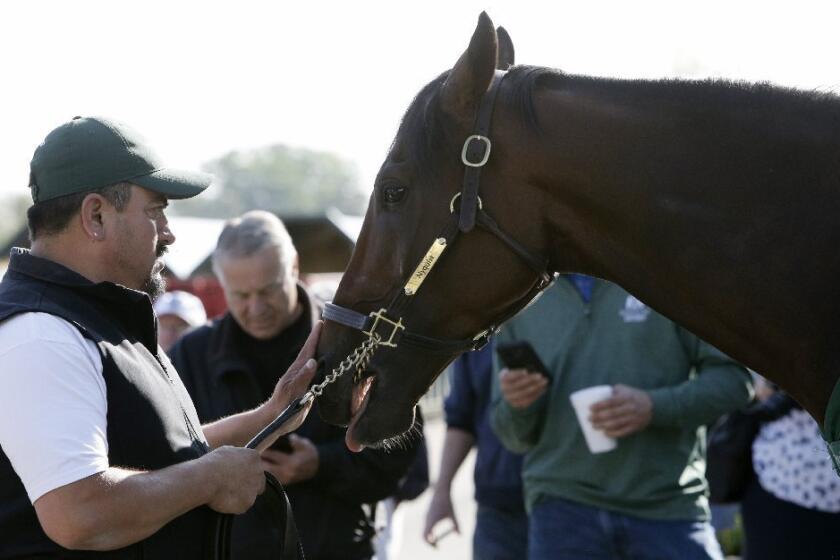 Nyquist is attended to by hot walker Fernel "Lefty" Serrano after a workout at Pimlico Race Course on May 20.