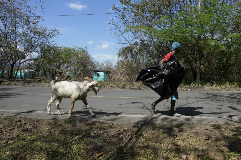 Una persona, seguida por su cabra, lleva pertenencias que recuperó de su tienda de campaña improvisada después de que la policía desalojó el día anterior a más de 500 familias que habían invadido un terreno en Neiva, Colombia, el jueves 29 de septiembre de 2022. (Foto AP/Fernando Vergara)