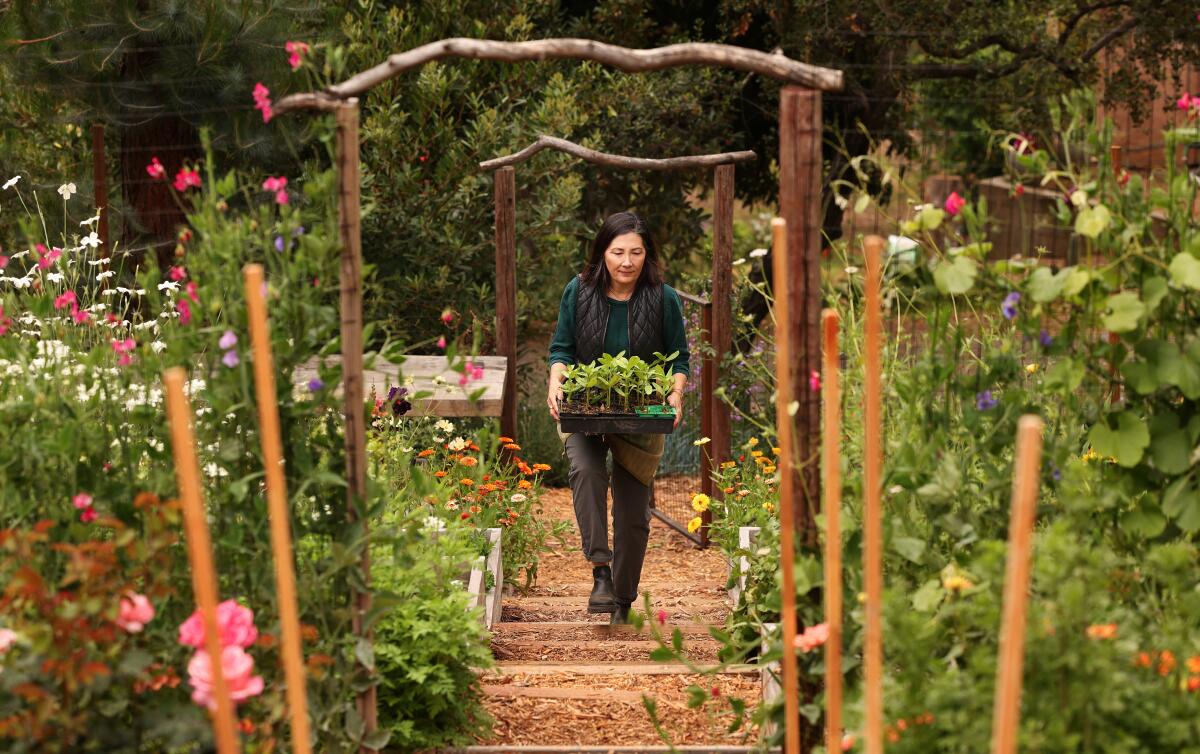A woman grows flowers on a hillside garden 