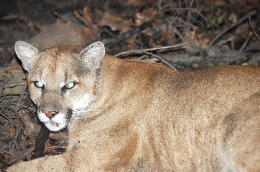 P-22, a mountain lion that managed to cross two L.A. freeways to get to Griffith Park, has raised awareness of challenges that animals in urban environments face, activists say.